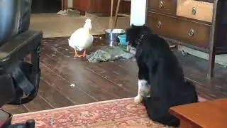 Aussie pup vs Jimmy the duck