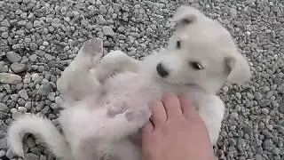Забавный щенок.