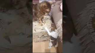 КОТ не знает куда деться