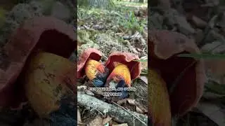 Император - Боровик пурпурно-розовый  #тихаяохота #культлеса #грибныетуры #гидполесу #гидпогрибам