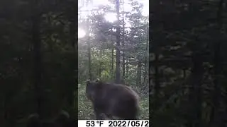 Bursa fotokapan görüntüleri           Bozayı ➡️ Brown Bear                 #fotokapan #brownbear