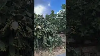 Under the Cretan olive trees