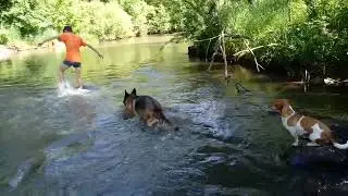 Игра с собаками на речке