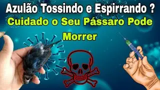 Azulão Tossindo e Espirrando o Que Pode Ser ?
