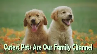 Hilarious Compilation of Funny Pet Dogs Videos (Favorite videos from Pets Garden)