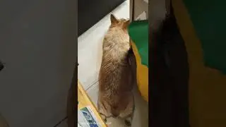 Ваш корги всегда так спит? 