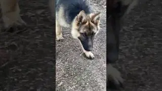 знакомьтесь кишка е