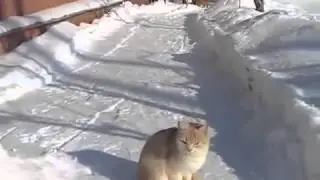 Смешной кот ловит снежку