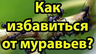 Как избавиться от муравьев? Легкий способ на 100%!