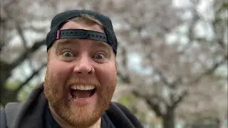 looking at some Cherry Blossoms Live || 桜の雪