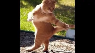 Топ самых СМЕШНЫХ видео. Приколы)