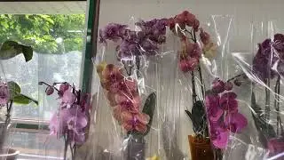 ДОЛГОЖАДННОЕ ПУТЕШЕСТВИЕ НАЧАЛОСЬ
