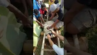 Tenik memotong hewan  qurban(2)