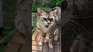 Cat's #cat #cutespets