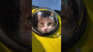 ПОЧЕМУ МЯТА ПЛАЧЕТ?