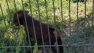 Jagdterrier puppies / щенки ягдтерьера питомник Кляйн Ягер