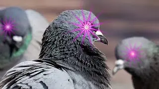 Dieses Experiment hat für immer verändert, wie wir über Tauben denken