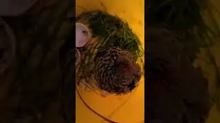 What bird is this, nursing it back to health #birds #injuredbird