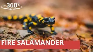 360° Encounter - Fire Salamander (8K stereo 360° video)