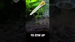 Say Goodbye to Dirty Planted Tanks: A Step-by-Step Gravel Vacuuming