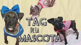 TAG DE LA MASCOTA