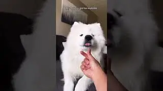 If I could #viral #samoyed #youtubeshorts #youtube #youtubevideos #yt #cutedog #reels #youtubeshorts