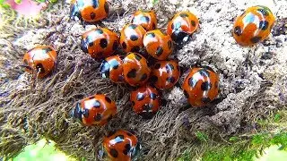 #16 てんとう虫は隠れるのが上手♪  | Ladybug | божья коровка