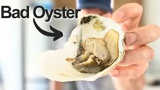 $1 Oysters at Whole Foods… Are They Even Safe?