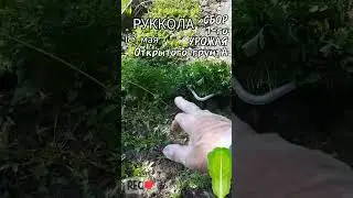 РУКОЛА уродилась | Срезка рукколы Открытого Грунта первый урожай 🌿18 мая🌿 Сорт Васаби ✔ суперский ✔