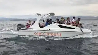 Судак дельфины