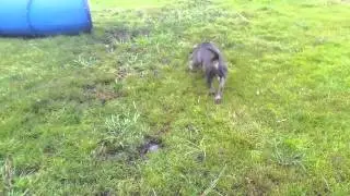 Holyfield rolls in mud