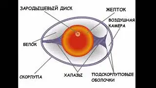 Птички курочки