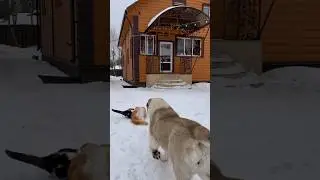 АЛАБАЙ РЕШАЕТ КОШАЧИЙ КОНФЛИКТ #алабай #собаки #кот