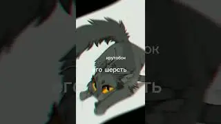 самые красивые коты воители//моё мнение//