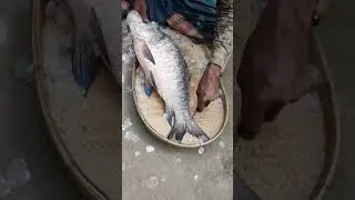 বিশাল বড় কাতল মাছ 