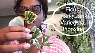 Ficus Triangularis Variegata Plant Unboxing and Care | Tennessee Tropicals | Black Owned Plant Store