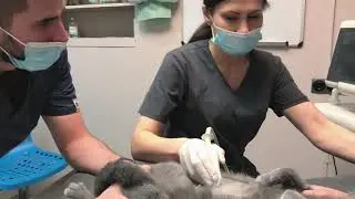 КАК ПРОХОДИТ УЗИ БЕРЕМЕННОЙ КОШЕЧКИ