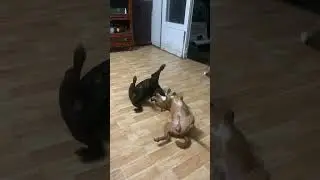 Anh em siêu nhân chó
