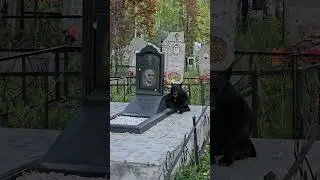 СОБАКА ЛЕЖИТ ЧАСТО НА ЭТОЙ МОГИЛЕ