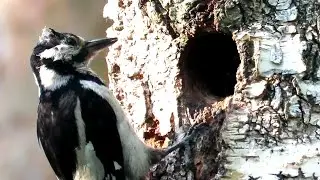 Замученная самка Дятла кормит птенцов