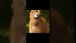 Maned wolf. The most unusual wolf in the world #shorts