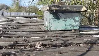 Рой прилетел 02.05.2022