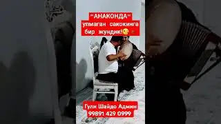 ГУЛИ ШАЙДО АДМИН 91 429 0999 #rek #love #dance #shorts #short #shortvideo #shortsvideo #live