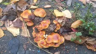 ❗WALKS WITH A PRO FOR MUSHROOMS😉