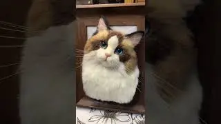 The pet owner's dear cat is back