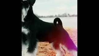 Собаки