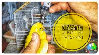 Kursak Mantarında Kursakdan Sıvı Çekme ve Tedavisi