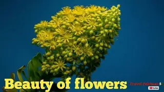 Flowers | Most Beautiful flowers in Pakistan And Around The World