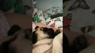 Мопс Тедди крепко спит! 