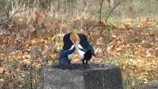 Sroka zwyczajna / Eurasian magpie (Pica pica)